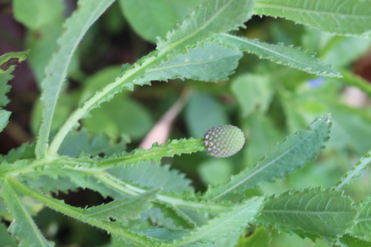 Sphaeranthus indicus L.